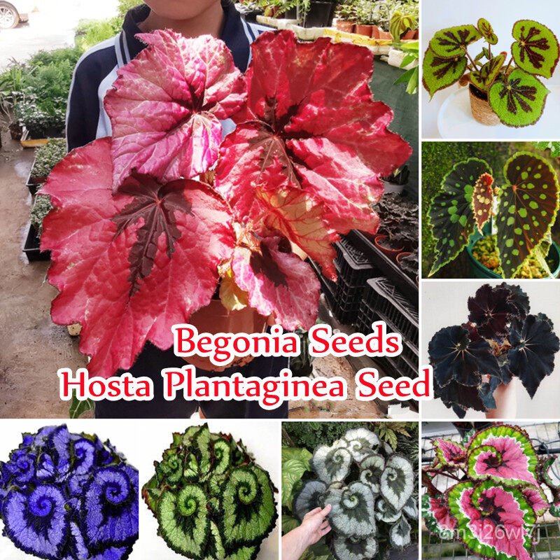 （เมล็ดพันธุ์ ถูก คละ）Good Quality บีโกเนีย Mixed Colors Begonia Plants Seeds (50 Seeds) Hosta Planta