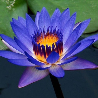 2 เมล็ด เมล็ดบัว สีน้ำเงิน ดอกใหญ่ นำเข้า บัวนอก สายพันธุ์เมล็ดบัว Lotus seeds