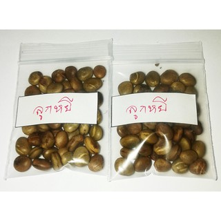 ซื้อ 1 ชุดแถม 1 ชุด เมล็ดพันธุ์ลูกหยี ผลไม้พื้นเมืองภาคใต้ ผลไม้เลิศรส หาทานยาก ลูกหยีทรงเครื่อง 50 เมล็ดแถม 50 เมล็ด