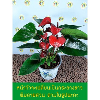 ต้นหน้าวัว (Pot Anthurium) หน้าวัว ขนาดกระถาง 7 นิ้ว