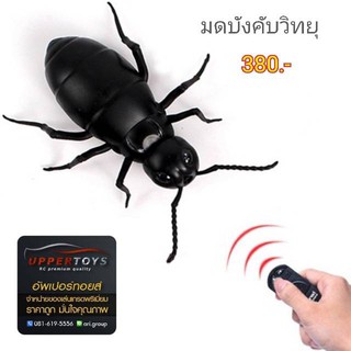 มดบังคับวิทยุ  Giant ant