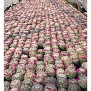 Mammillaria hahniana (ไม้เมล็ด)  แมมฮาเนียนน่า หรือแมมแม่เฒ่าไม้เมล็ด 4 CM