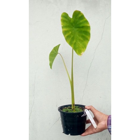 Colocasia Nancy บอนแนนซี่ 2ใบ สูง43cm. ได้ต้นนี้ตามรูป