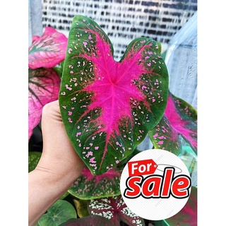 บอนสีราคาเบาๆ จัดส่งทั้งกระถาง ขายเป็น กัดสีแล้วทุกต้นค่ะ🍀👍🍀