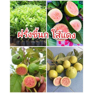 ฝรั่งขี้นก ฝรั่งใส้แดงโบราณ มีสรรพคุณเยอะ ต้นพันธุ์เพาะเมล็ดสูง 40-50 ซม. ปลูกเพียง 1 ปีติดผล