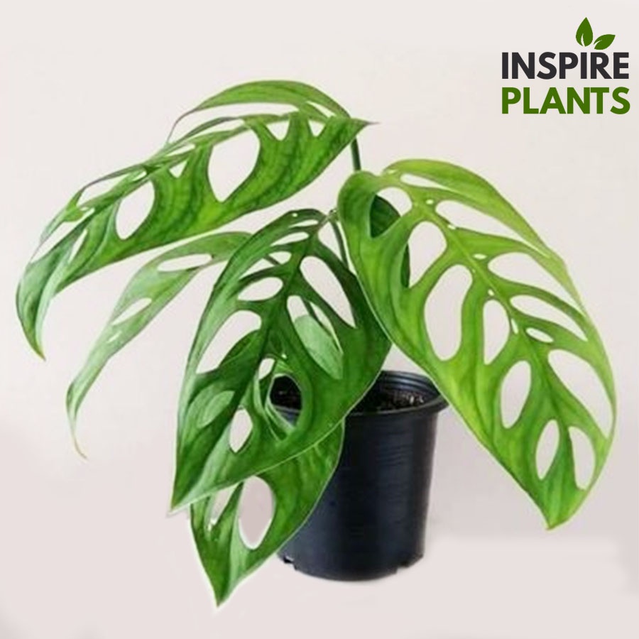INSPIRE PLANTS (NN) , มอนสเตอร่า เลคเชอเรียน่า  Monstera lechleriana ใบสวย ส่งกระถาง 4 นิ้ว 3 ใบขึ้น ราคาเดียว