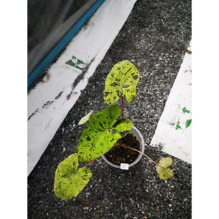 โคโรคาเซีย โมจิโต บอนโมจิโต้ Colocasia Esculenta Mojito หน้าดุ สวยงาม รากเดินเต็ม