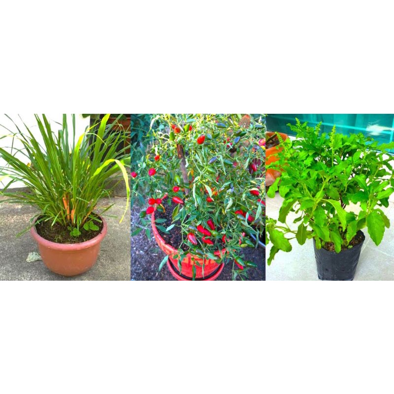 ฮอร์โมนไข่ไก่+นมสด2พลัง
เร่งการเจริญเติบโต เร่งติดดอกออกผล รสหวาน ผลโต ขนาด1ลิตร - รูปที่ 3