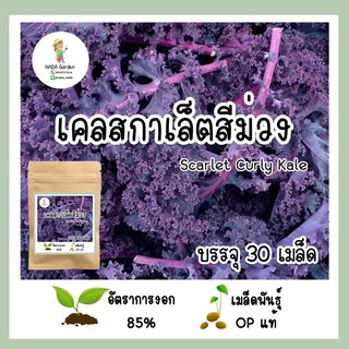 ขายดี สวนครัว/เคลสกาเลต สีม่วง  อัตราการงอกสูง เมล็ดพันธุ์แท้นำเข้า/อินทรีย์ คละ สวนครัว คะน้/อินทรีย์ คละ สวนครัว คะน้า