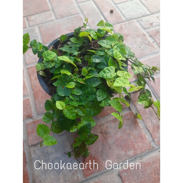 *(พร้อมส่ง1-2วัน) ต้นตีนตุ๊กแก ต้นแข็งแรงพร้อมเลื้อย กระถาง 5.5 นิ้ว (จัดส่ง1-2วัน)