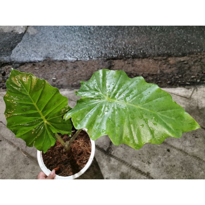 Alocasia​ Low Rider​