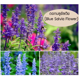 （อัตราการปลูกสูง）บอนสี 200เมล็ด เมล็ดพันธุ์ ดอกลาเวนเดอร์ Lavender Seeds เมล็ดบอนสี บอนสีหายาก เมล็ดดอกไม้ Blue Salvia G