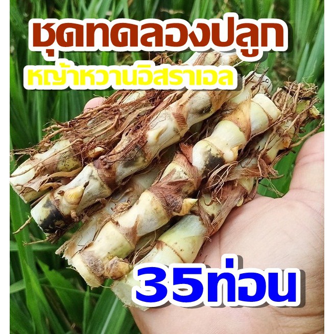 พันธุ์หญ้าหวานอิสราเอล 35 ท่อน