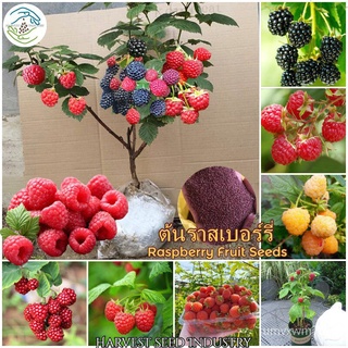 เมล็ดพันธุ์ ต้นราสเบอร์รี่ 1000เมล็ด Raspberry Fruit Seed เมล็ดพันธุ์ผลไม้ ต้นพันธุ์ผลไม้ เมล็ดบอนสี บอนไซ ต้นไม้แคระ ต้