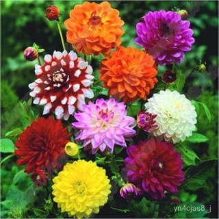 （อัตราการปลูกสูง）50 Particle Dahlia Seeds Beautiful Perennial Flowers Seeds Dahlia for DIY Home Garden Flower Seeds