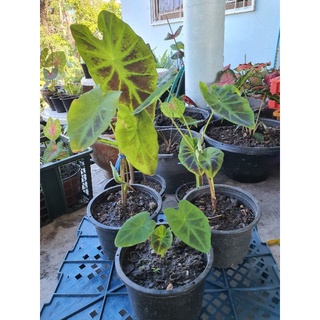 🌿โคโลคาเซีย แบล็คบิวตี้ (colocasia black beauty)🍀