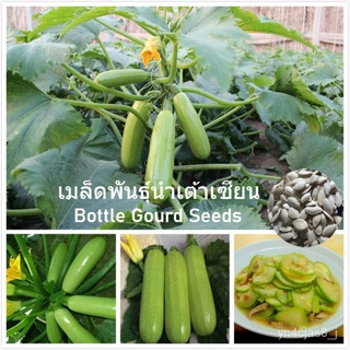 （อัตราการปลูกสูง）เมล็ดพันธุ์ น้ำเต้าเซียน Bottle Gourd Seeds Vegetable Seeds บรรจุ 30 เมล็ด เมล็ดพันธุ์ผัก ปลูกง่ายปลูกไ