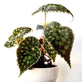 [RARE Indoor Plant] Begonia Series หายาก Begonia ชุด生菜/木瓜/玫瑰/通心菜/种子/帽子/苹果/文胸/鲜花/手链/ YVYO
