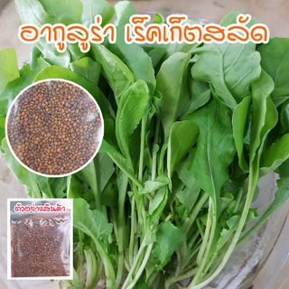 เมล็ดผักสลัดอกูล่า ร็อคเก็ต อากูรูล่า เมล็ดพันธุ์ ร็อคเก็ต 90-300 เมล็ด (ซื้อ 10 แถม 1 คละได้)