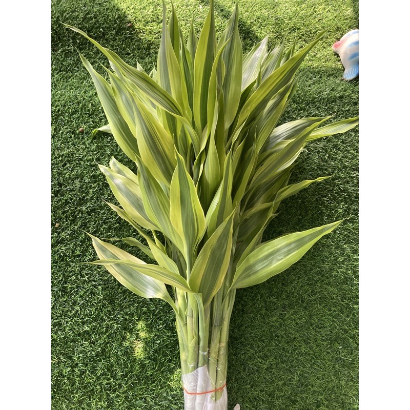 ไผ่กวนอิมทอง,เงิน,หยก,ทองล้วน,ซาเซียน ลำต้นตรงสูง60-65cmรวบใบ