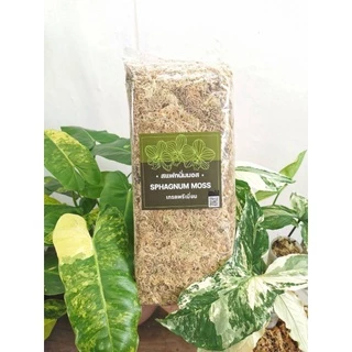 สแฟกนั่มมอส Sphagnum moss 12 L และสเฟกนั่มมอส 50g วัสดุปลูกต้นไม้และใช้สำหรับเลี้ยงสัตว์ ร้านแมวดำทำสวน