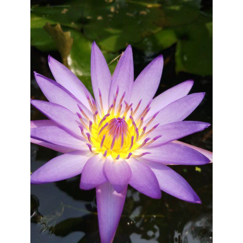 บัวเผื่อนบัวผัน สีม่วง กระถาง10"