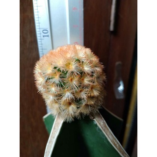 cactus mammillaria Camenaeคามิเน่ส้ม กราฟตอสามเหลี่ยม