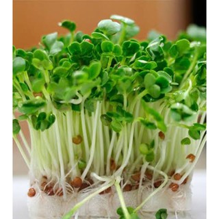 เมล็ดไมโครกรีน Mustard Microgreen บรรจุ 500 เมล็ด