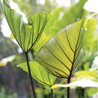 Colocasia Coffee Cup บอนค๊อฟฟี่คัพ (ตัดสดตัดใบ) ง่ายต่อขนส่ง