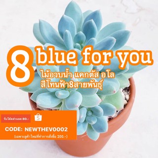 8 blue for you เมล็ด ไม้อวบน้ำ แคกตัส อโล โทนสีฟ้า 50pcs.