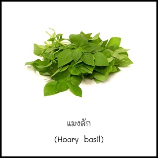 เมล็ดแมงลัก (Hoary basil) 100 เมล็ด [10 แถม 1 คละได้]