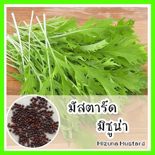 พร้อมส่ง ❗❗ รหัส 033 เมล็ดพันธุ์แท้ OP มัสตาร์ด หรือ ผักน้ำญี่ปุ่น รสชาติเผ็ด  มัสตาร์ด มิซูน่า - Mizuna Mustard