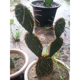 Opuntia Acciculata Flexospina แพดตัดสด