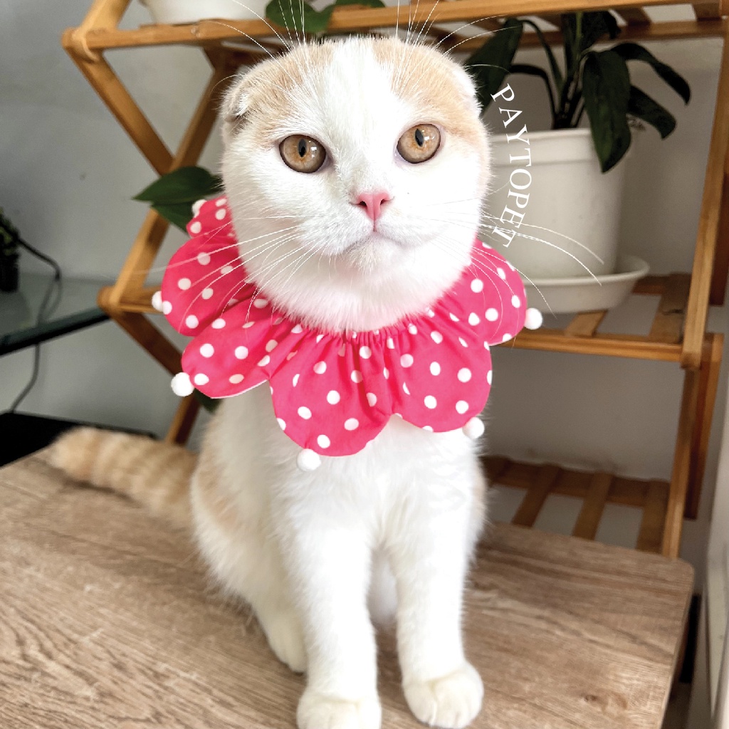 Fin Flower Collar 🌺 คอนล่าร์หมาแมว คอนล่าร์ดอกไม้ คอนล่าร์สัตว์เลี้ยง ปลอกคอหมา ปลอกคอแมว