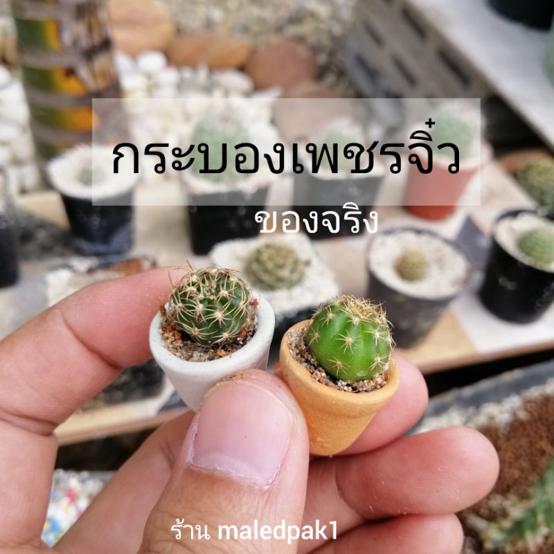 กระบองเพชรจิ๋ว ของจริงในกระถางจิ๋ว น่ารัก กระบองเพชร แคตตัส