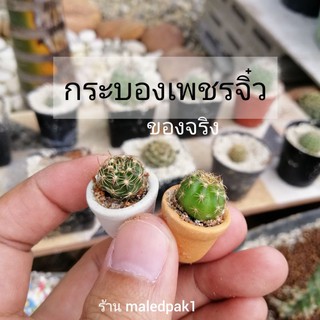 กระบองเพชรจิ๋ว ของจริงในกระถางจิ๋ว น่ารัก กระบองเพชร แคตตัส