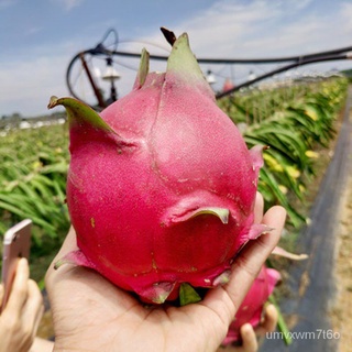 ไทยสปอต 200เมล็ด/ห่อ เมล็ดพันธุ์ แก้วมังกร Pitaya Seed (Dragon Fruit Seeds for Planting) เมล็ดพันธุ์ผลไม้ เมล็ดบอนสี พัน