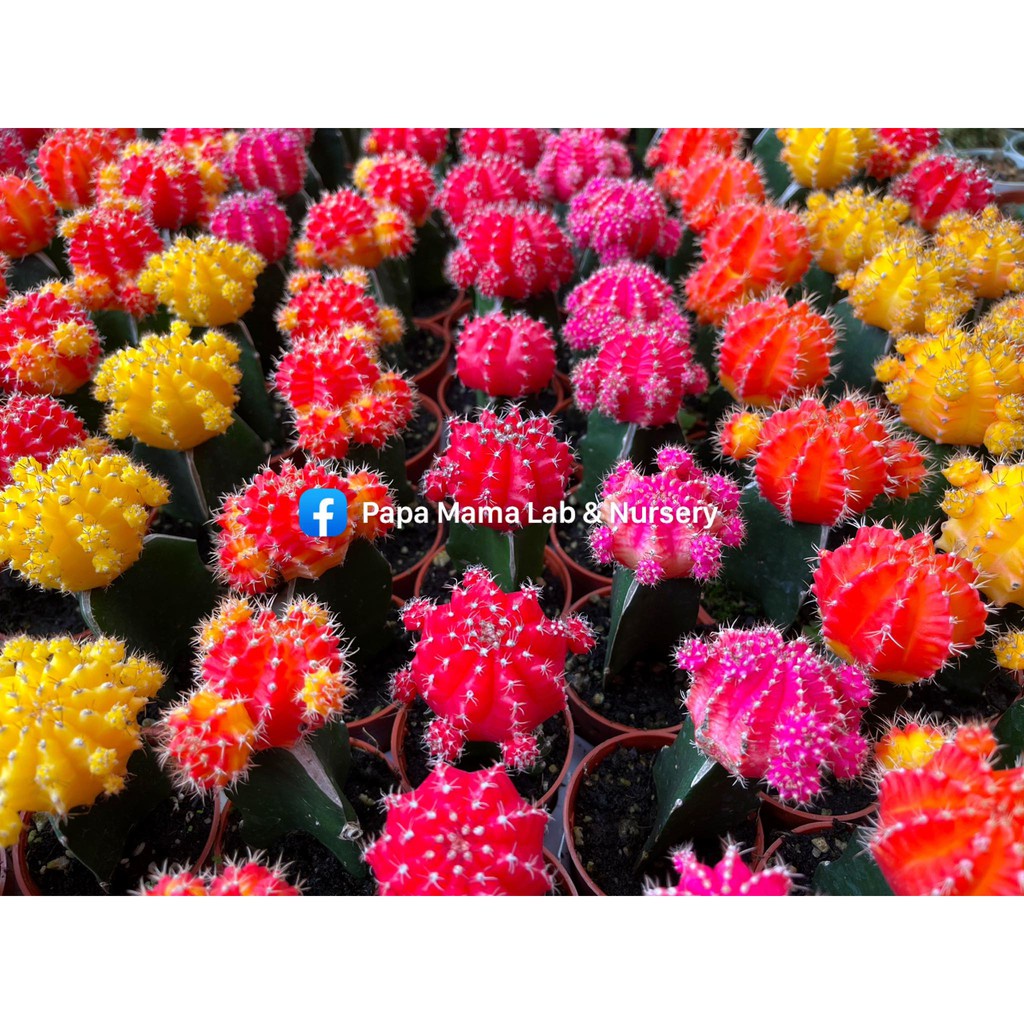 My Image 77
