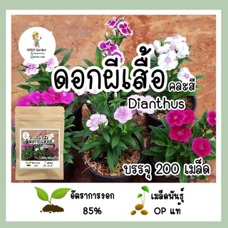 เมล็ดดอกผีเสื้อ Dianthus คละสี 200เมล็ด (ดอกไม้กินได้) 🌸🌼เมล็ดพันธุ์OPแท้