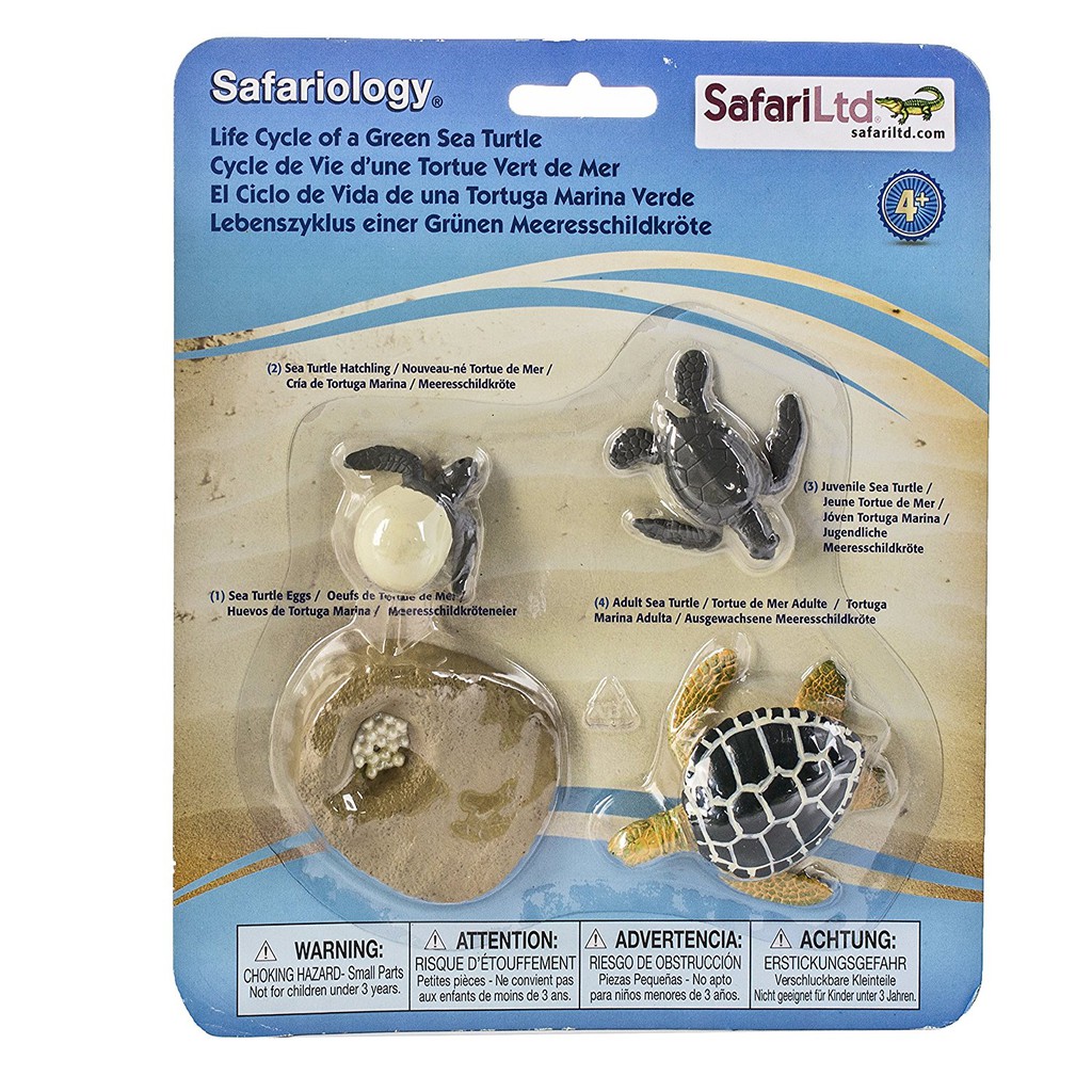 Safari : SFR662316 วงจรชีวิตเต่าทะเล Life Cycle of a Green Sea Turtle