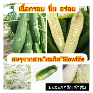 มะละกอดิบ มะละกอสดตำส้ม เนื้อกรอบ นิ่ม ตำส้มตำได้อร่อยมากๆ เก็บสดจากสวน