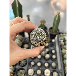 แอสโตรไฟตัม (Astrophytum super v) ไม้เมล็ด Size 3.8