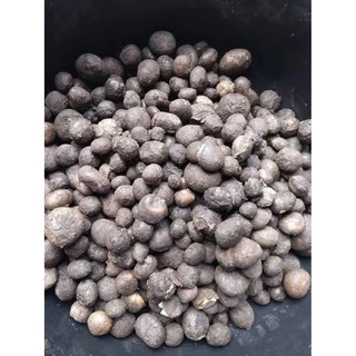 เชื้อเห็ดเผาะ/เห็ดถอบสูตรเข้มข้น คัดแต่ลูกที่มีสปอร์สีดำ นำมาเพาะเชื้อ แล้วนำมาราดกับรากต้นไม้อาศัย เพื่อให้เชื้อเกาะราก