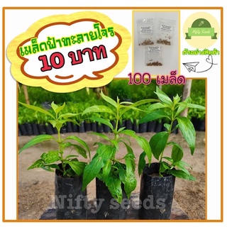 เมล็ดฟ้าทะลายโจร 100 เมล็ด 10บาท (10แถม1) !!! อัตรางการอกสูง พร้อมปลูก!!!