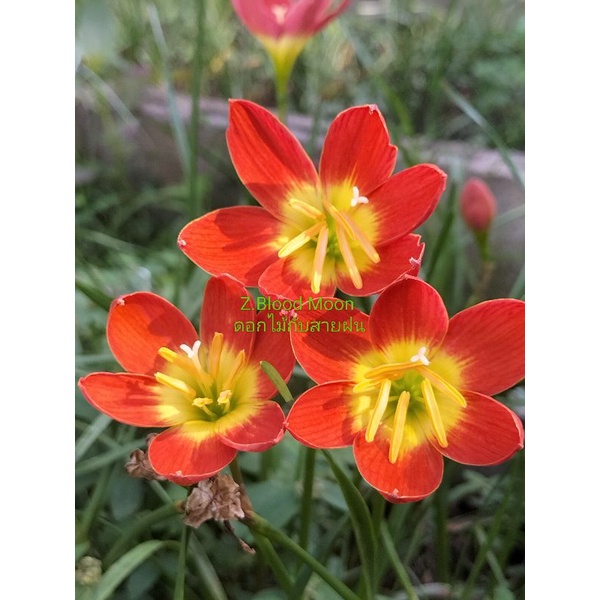 บัวดิน Blood Moon ดอกมาบ่อยชุดละ5หัว50
