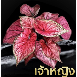 บอนสี นามว่า เจ้าหญิง กำลังกัดสีสวยๆค่ะ จัดส่งทั้งกระถางเลย🪴