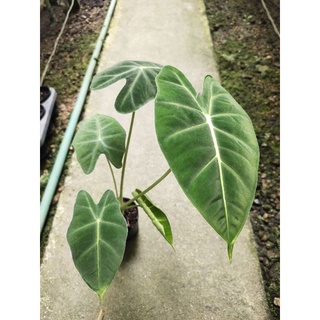 อโลคาเซีย ฟรายเด๊ก Alocasia Frydek