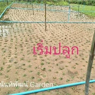 หญ้าไทเปแท้ ชุด 2ตรม. ปลูกแล้วไม่ต้องตัด100% ซื้อเยอะมีราคาส่ง น้ำหนัก 1 กิโล