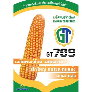 เมล็ดพันธุ์ข้าวโพด GT709 ผลผลิตสูง กำไรงาม ขนาด5กิโลกรัม สินค้ามีพร้อมส่ง