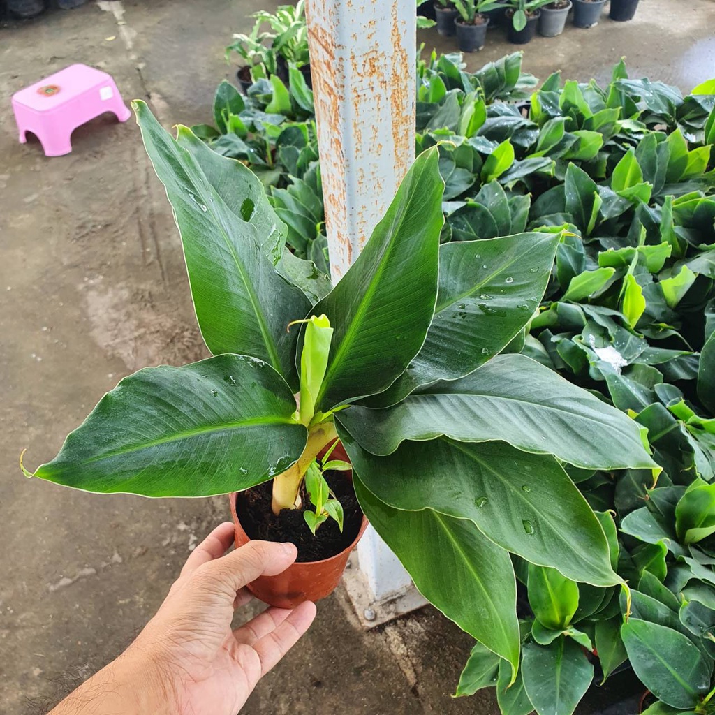 ต้นกล้วยหอมแคระ พันธุ์กล้วยมหามงคล